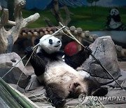 epaselect CHINA CHINA ANSHAN GIANT PANDA