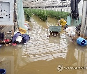 물에 잠긴 함평 시설하우스