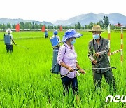 알곡 증산 나선 북한…"논벼 비배관리 과학적으로"