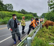 '팔려 가기 싫소' 합천 경매장 탈출한 암소, 11일 만에 집으로