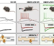 자폐 동반 뇌전증 효과적으로 치료할 길 열었다