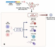 코로나19 바이러스, 코에서 막는 백신 나왔다