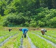 밥상 책임 진 외국인 계절노동자 이탈…체류기간·임금 현실화 숙제