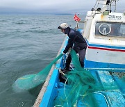 부안군, 보름달물해파리 구제…어업·인명피해 예방