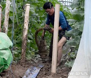 '장마 침수' 멜론 하우스 정리하는 농민