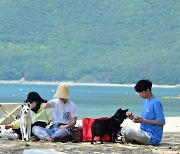 전국 유일 '댕수욕장' 어디?…경남 해수욕장 7월부터 개장