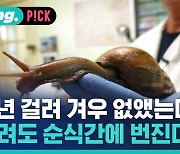 [비머pick] 집까지 갉아먹는다…20cm 대왕 달팽이 재출현 '비상'