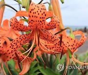 곽지해변 참나리꽃 개화