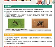 모기 전파 뎅기열 벌써 55명…7월 공항 항만 능동감시 확대