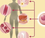 제1형 당뇨병 '완치' 가능할까?...세포치료제 첫 등장