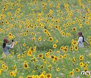 해바라기 추억