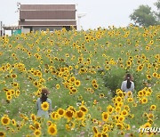 해바라기 꽃길 사이로