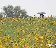 해바라기 '활짝'