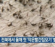 전북에서 올해 첫 ‘작은빨간집모기’ 발견