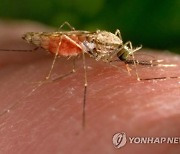 기후변화 승자는 모기…미·유럽에도 열대전염병 창궐 우려