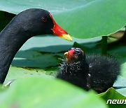 '낮 최고 35도' 대구와 경북지역 곳곳 폭염특보