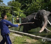 Sri Lanka Thai Elephant