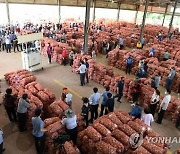 햇마늘 최대 산지 경남 창녕서 초매식…31만t 생산 예상