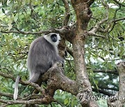 India Wildlife