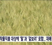 전략작물직불 대상에 '밀'과 '겉보리' 포함..재배 급증