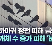 까마귀 정전 피해···한전 대구본부에만 일 년에 120억