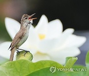 폭염 속 개개비의 노래