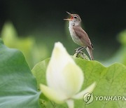 폭염 속 노래 부르는 개개비