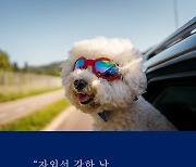 [이성주의 건강편지]선글라스 안 쓰고 운전하거나 외출하면...