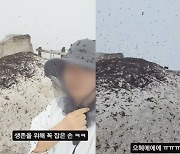 “기념사진도 못 찍어”…북한산 뒤덮은 러브버그에 등산객 혼비백산