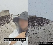 하루살이 다음은 ‘러브버그’…북한산도 뒤덮었다