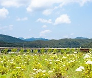 옥천묘목공원에 조성된 수국정원