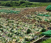 푹푹 찌는 폭염…여름 배추 출하 한창