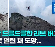 [영상] '러브버그' 북한산 정상 백운대 뒤덮었지만 화학방역은 안 해