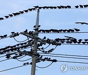 늘어나는 불청객 까마귀 '정전' 사례…해결책 없어 한전 골머리