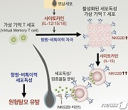 KAIST, 원형탈모 일으키는 새로운 면역 T세포 발견