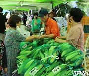 "친환경 농산물 맛보세요"…15~16일 '향수옥천 옥수수·감자 축제'