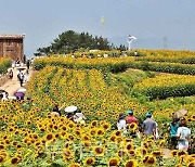  7월 햇살 품은 노란 물결 즐겨요! ..함안군 강주해바라기 축제 7일 팡파르!