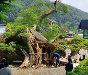 폭우로 부러진 횡성 ‘수호신 나무’ 예술품으로 환생한다