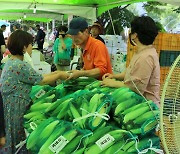 "산지서 갓 수확한 맛좋은 옥수수·감자 맛보러 오세요"