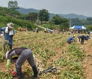 손 많이 가는 마늘·양파…경남 밭작물 농기계 7천대 지원