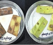 감귤궤양병 잡는 ‘친환경 미생물제제’ 길 텄다