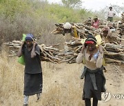 Kenya Logging Ban