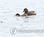 논병아리의 모정