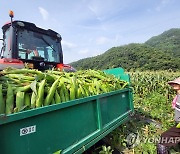 괴산군 대학 찰옥수수 수확 시작