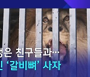 [D:이슈] 흙 밟으며 친구들과 편히…집 옮긴 '갈비뼈' 사자