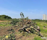 충북서 과수화상병 5건 추가 발생…도내 누적 83건