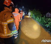 장맛비에 문경 가로수 쓰러져