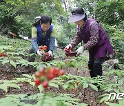 함양군, 지리산산양삼산업특구 지정 2025년까지 연장