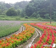 고창군, 노동저수지 꽃밭조성…코스모스·백일홍 등 식재