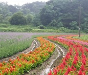 고창군, 노동골 꽃정원 단지 조성…백일홍·장미 등 만개